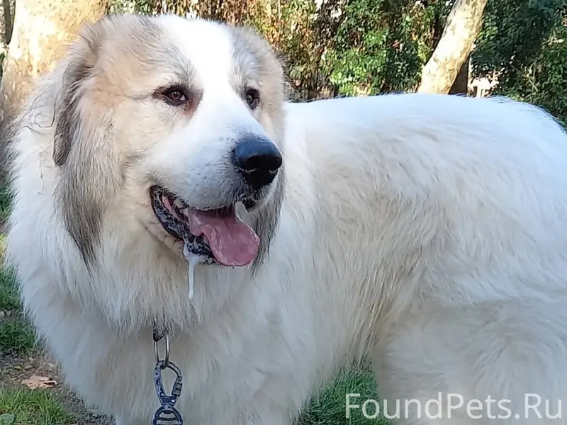 Пропал Пиренейский горный жером, Видное
