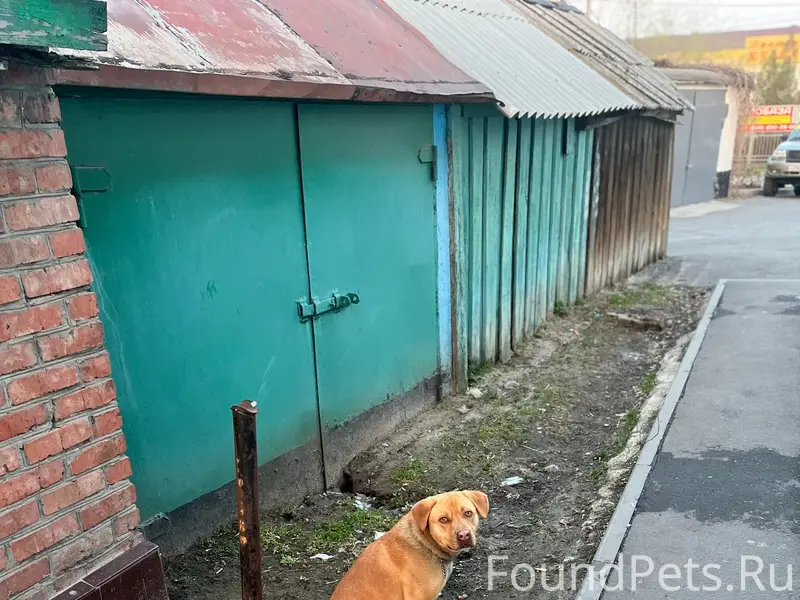 Найден пёс, Пролетарка