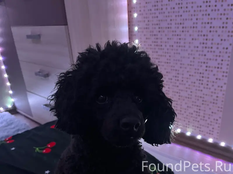 Пропал карликовый пудель Арчи, Барнаул