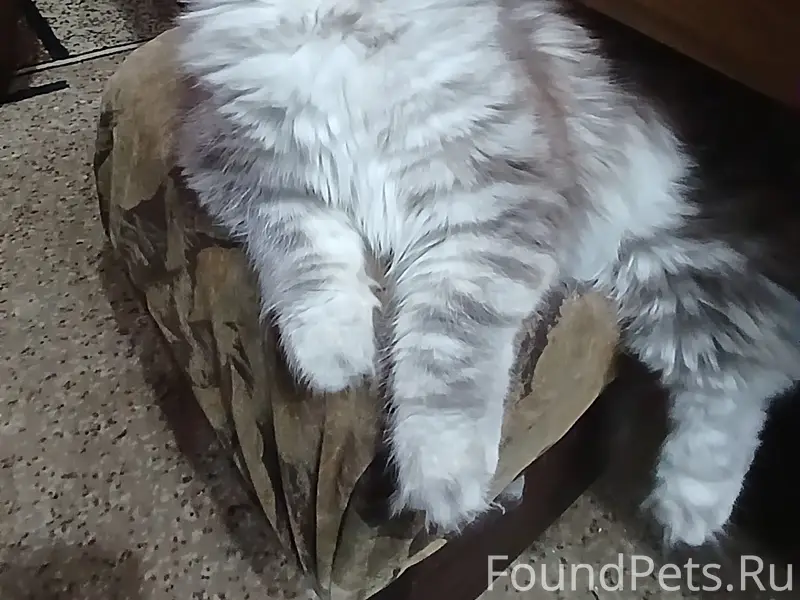 Пропала кошка Роза, район Курантов