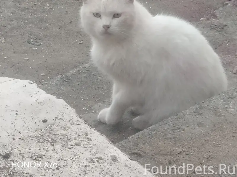 Найден белый кот, г. Троицк