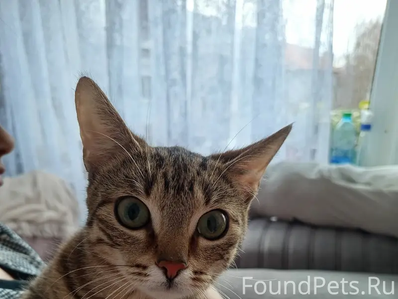 Найдена кошка, ул. Гагарина и ул. Гончарова