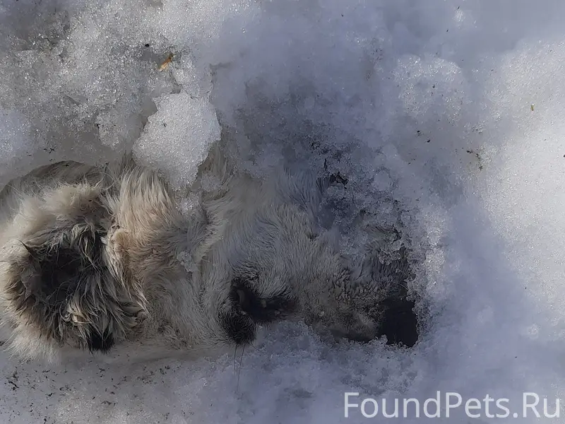Найдена погибшая собака, похоже Алабай, на Лесную Сказку