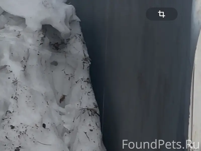 Пропал [тип: собака] Антоша, Новониколаевка