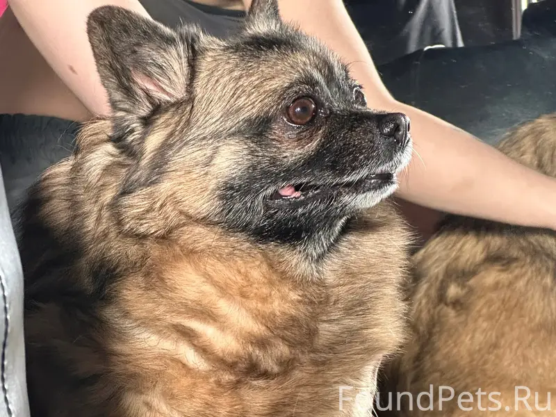 Найден кобель, район Ясеня