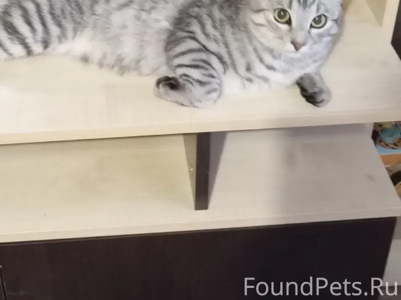 Пропал кот, Выездное