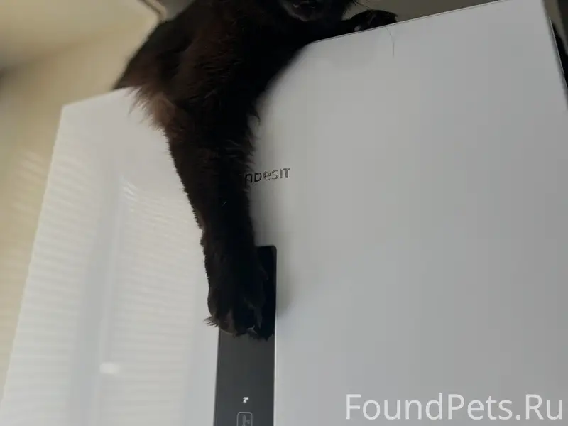 Пропал кот, район Березовый, Строителей