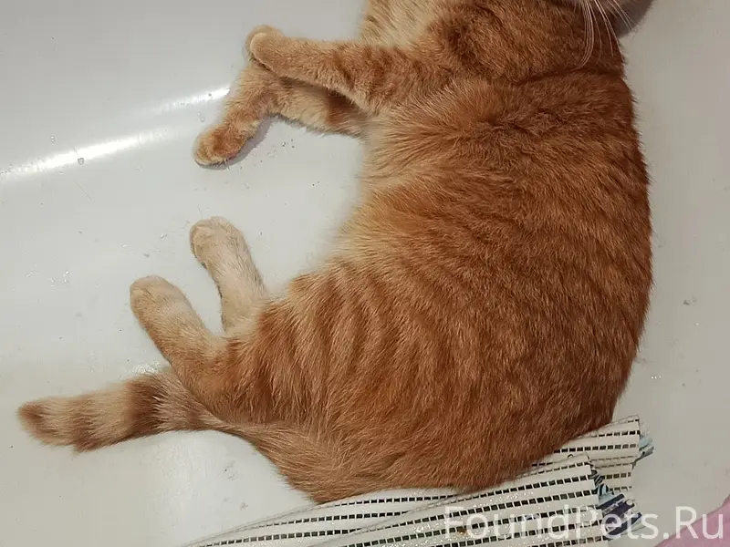 Пропал кот Мася, Автозаводская, 93