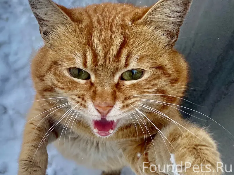 Пропал кот, район очистных гаражей