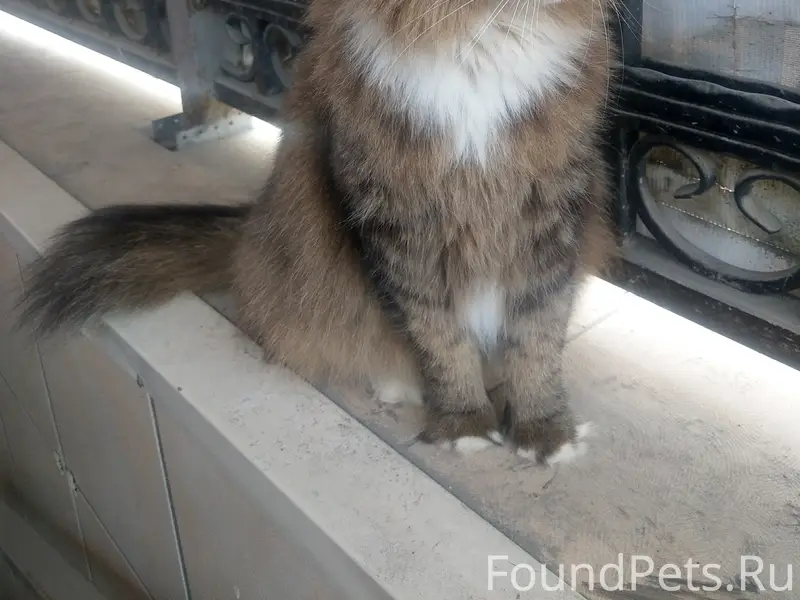 Найден котик, задние лапки в носочках, улица Герцена