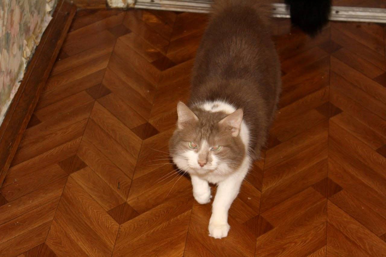 Пропала кошка, Давыдковская улица, Москва