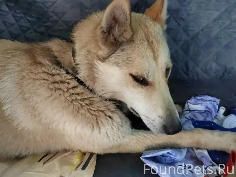 Пропали лайка и коротколапый щенок Коржик, Новоиглино