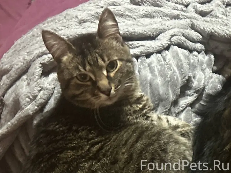 Пропала кошка Марго, район первой Вольской