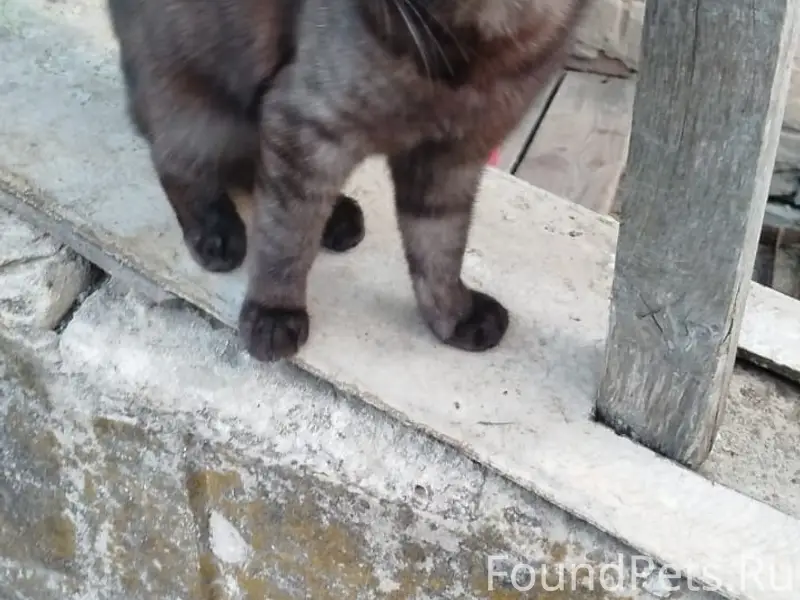 Пропала кошка, район Арбата