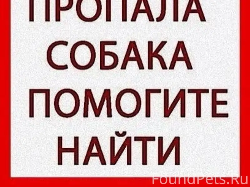 Пропала лайка Мальта, район Удачи