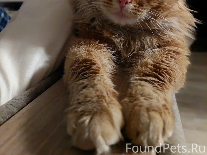 Пропал кот Тимошка, г. П-Посад