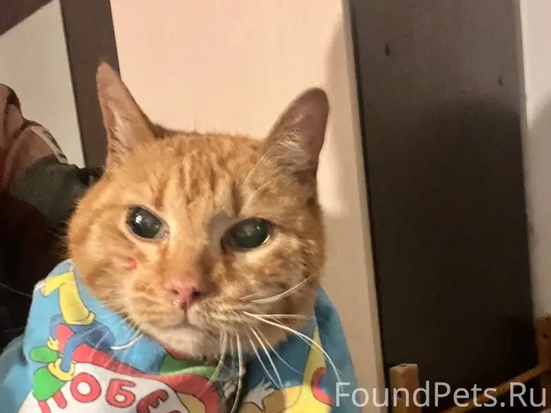 Найден рыжий кот, Выборгский район