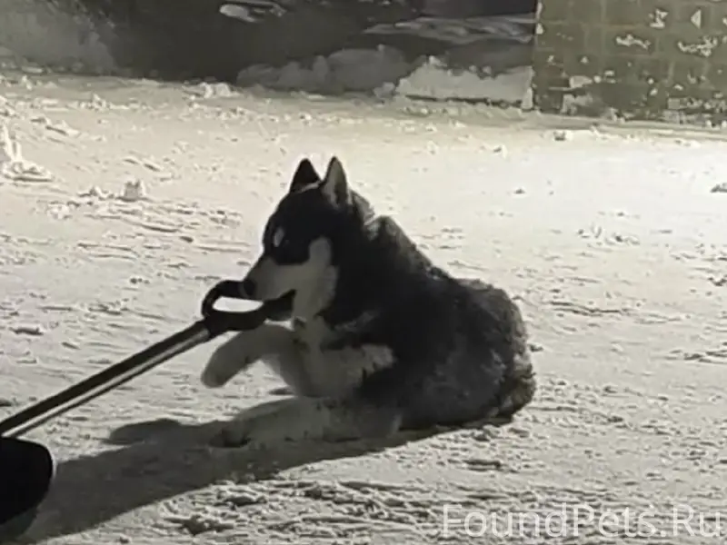 Пропал хаски, район Чайковичи