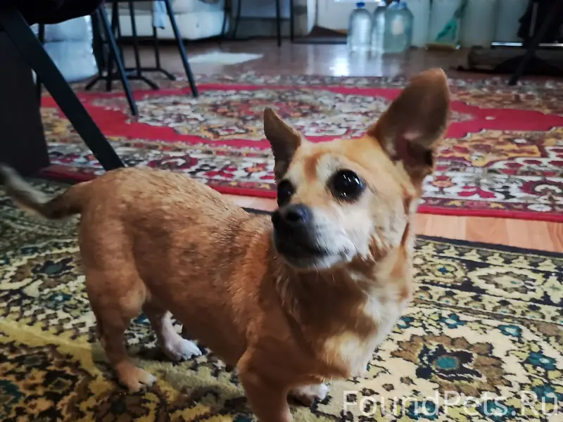 Найдена чихуахуа, Зареченский район