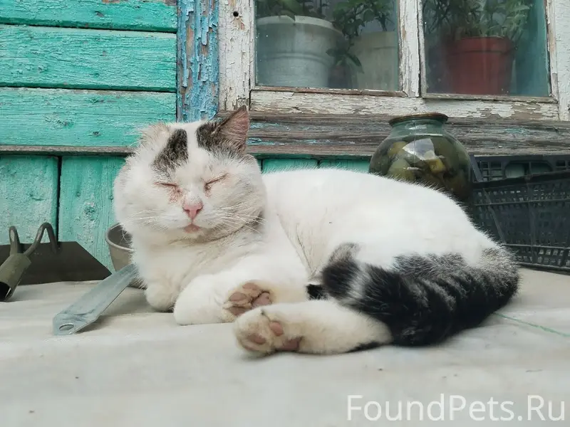 Пропал кот Марс
