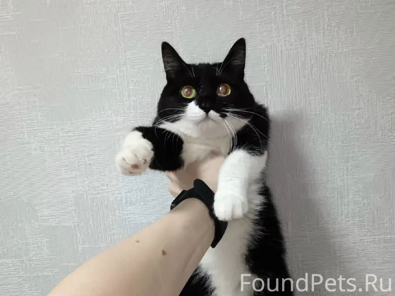 Найдена кошка, Первомайский район