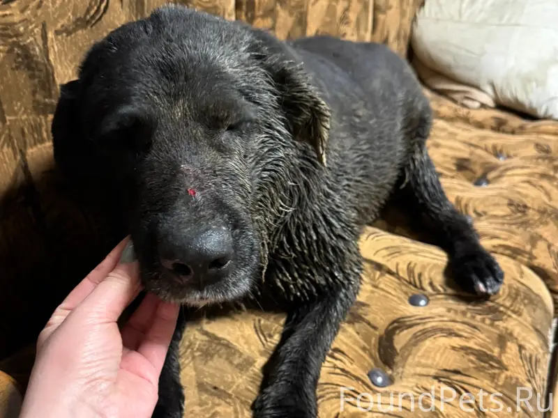 Найден пёс, Д. Юркино