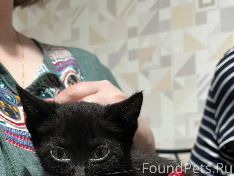 Найдена кошка, Улан-Удэ