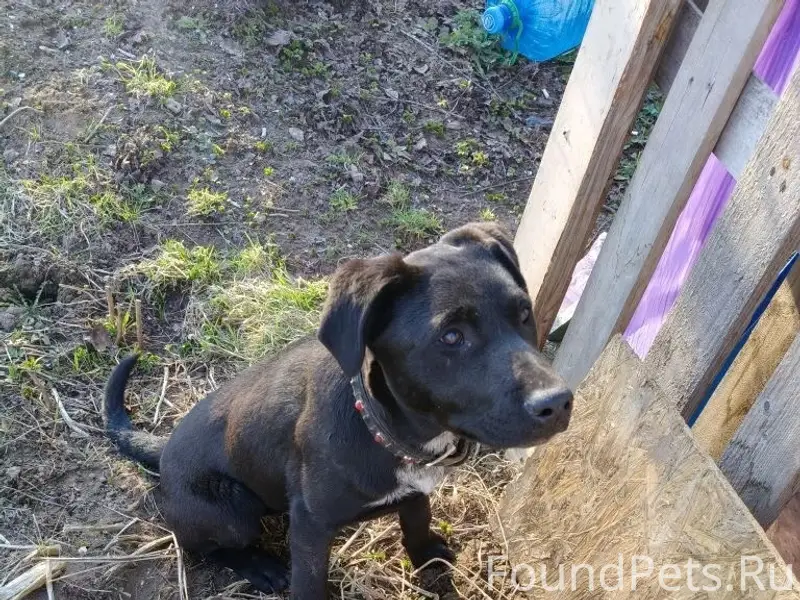 Пропал пёс Кука, за Волгой