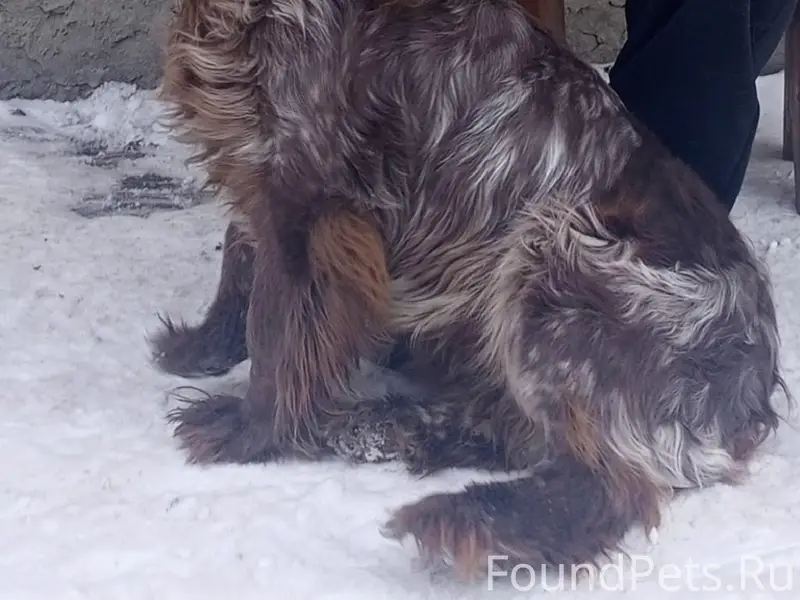 Пропала собака, сады на учхозе