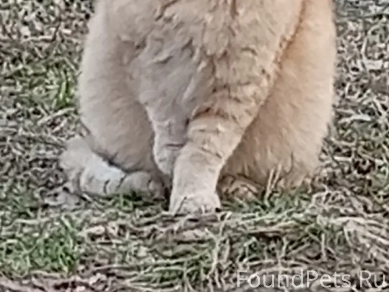 Найдена вислоухая кошка, 10 микрорайон, Бежица