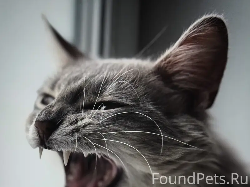 Пропал кот, Солнечная 17