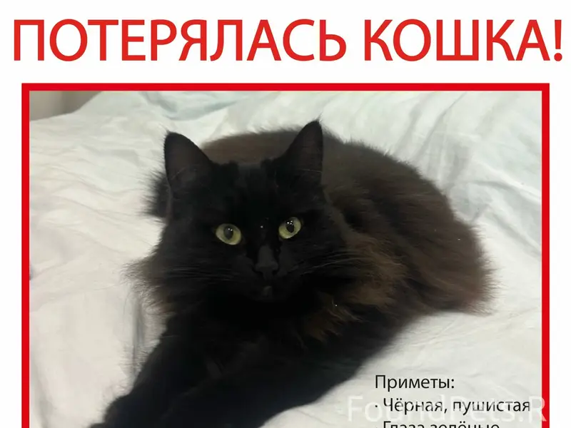 Пропала кошка Кэсси, Москва