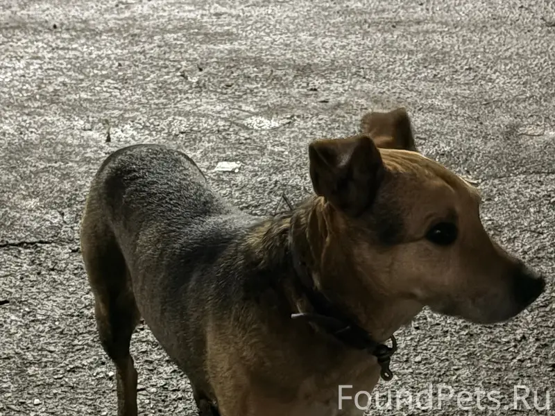 Пропал пёс, Взлетка