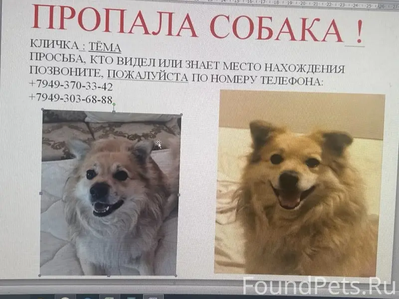 Пропал пес Тема, Кировский район