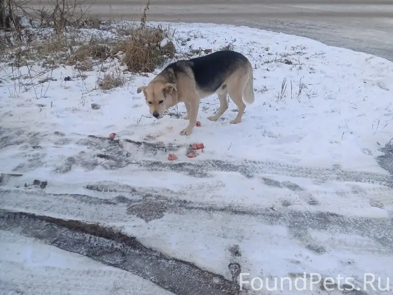 Пропал пёс Мишка, на Коммунаров 104