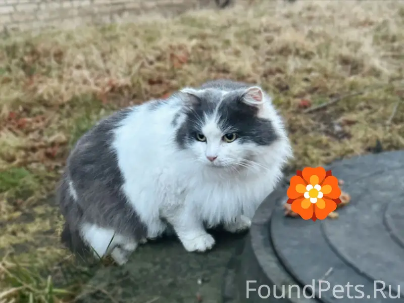 Пропал уличный кот, Ленина 5