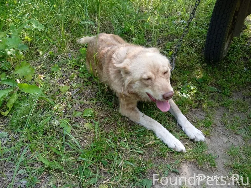 Пропала собака, гора