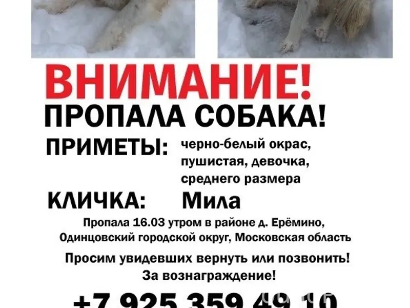 Пропала собака, деревня Еремино