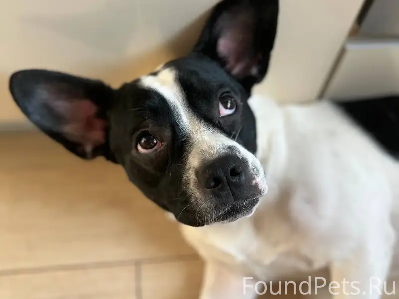 Найден кобель, помесь бульдога, экопарк