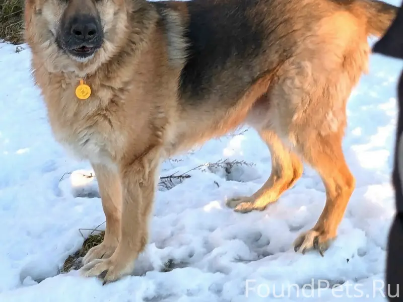 Пропал кобель немецкой овчарки Арчи, Ломоносовский район