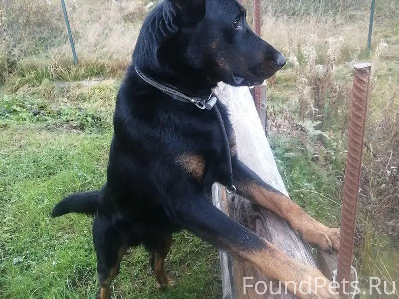 Пропал босерон Рик, чёрный окрас, с номерником