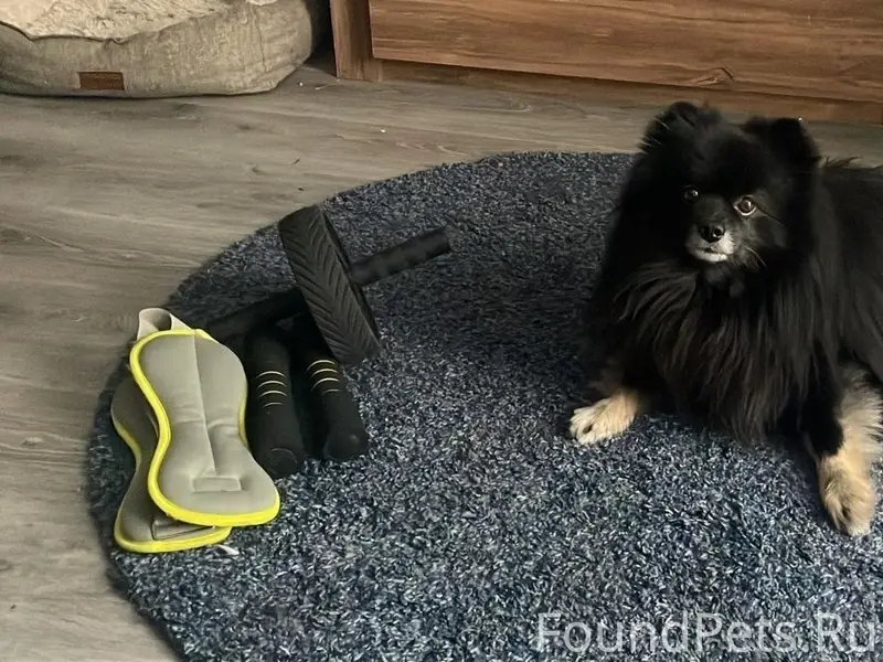 Пропал немецкий шпиц, Великолукский район