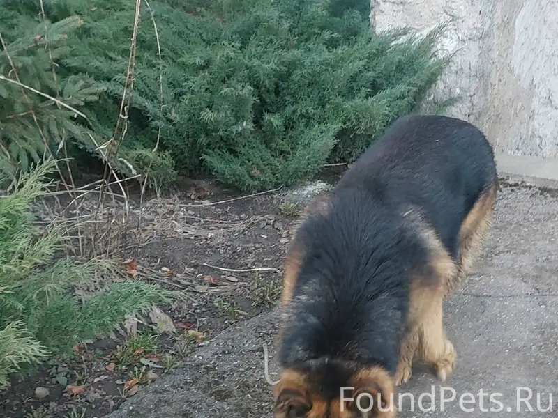 Найден крупный пёс, Ставского