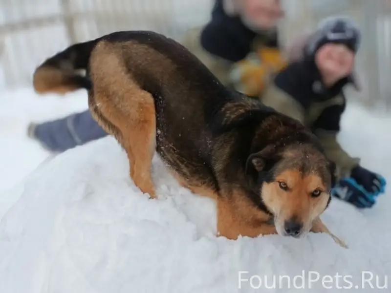 Пропал Ярик, собака с забинтованной лапой, Фрунзенский район