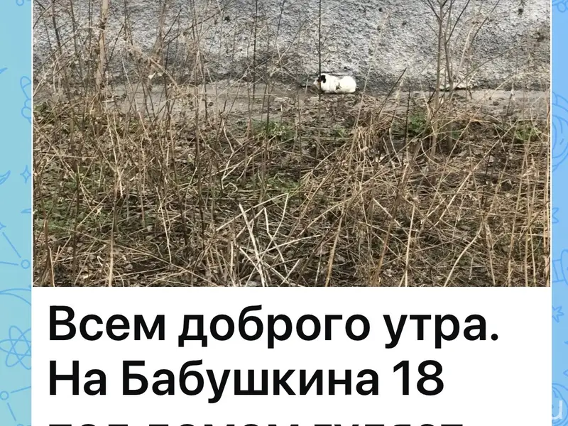 Найден питомец — морская свинка, улица Бабушкина