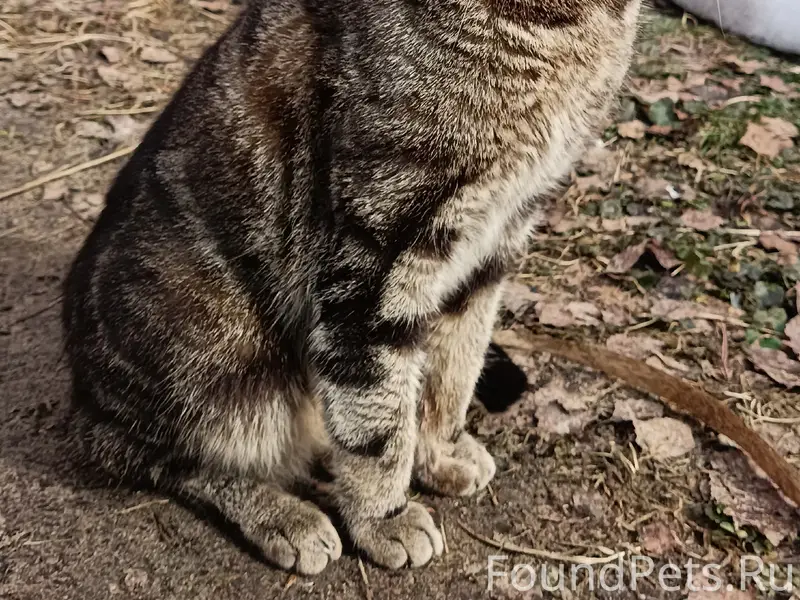 Найден молодой котик, Курловская/Славнова/Полевая