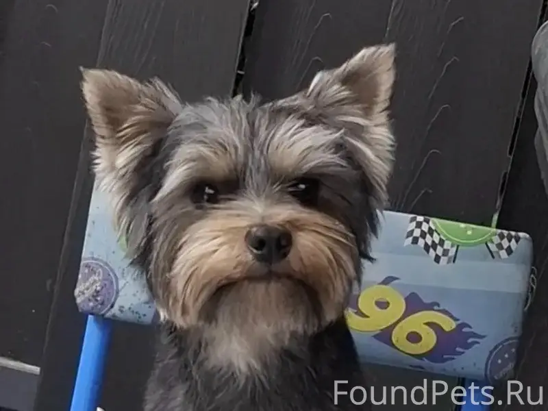 Пропала собака йоркширский терьер, Первомайская