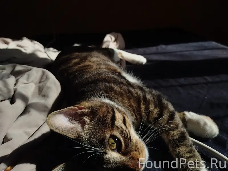 Пропал кот Лаки, Ялтинская