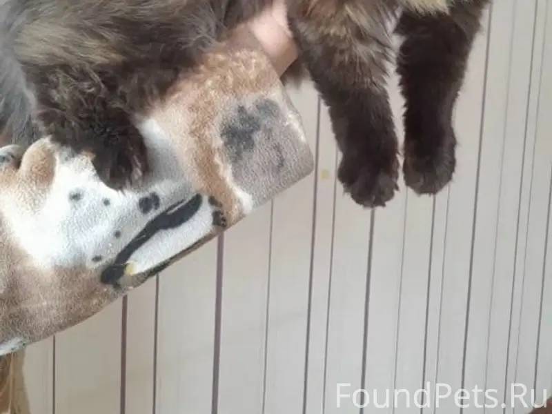 Найдена кошка, В. Пышма