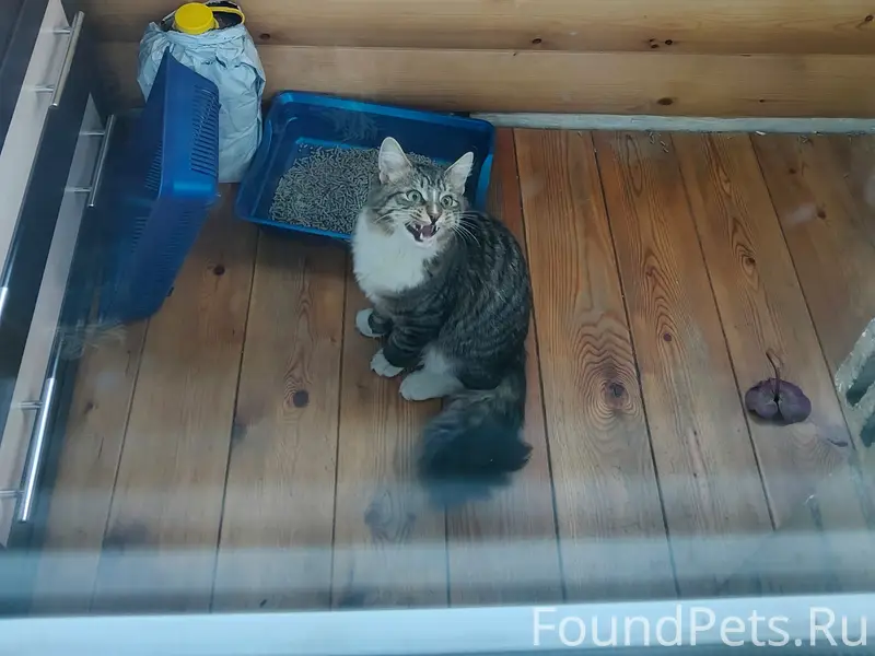 Найден домашний кот, старые Химки